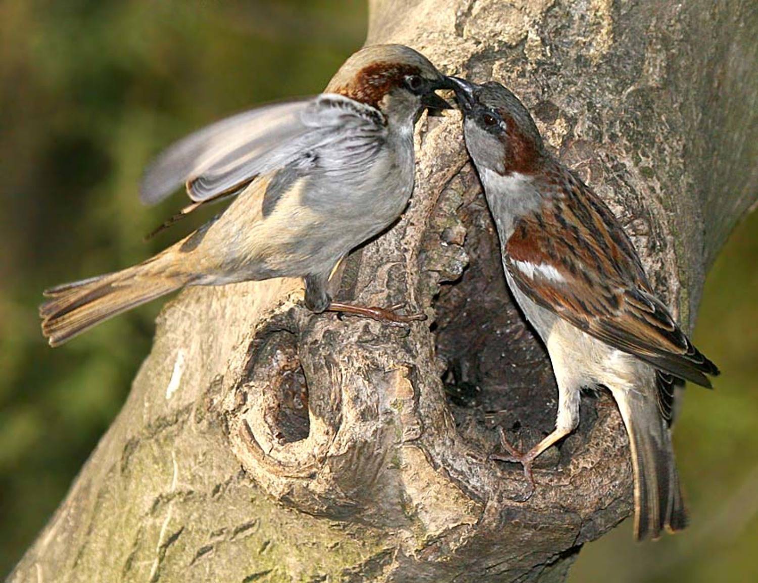 , Владимир Кучеренко