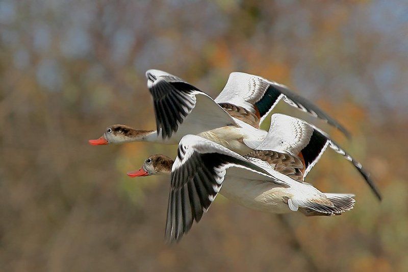 Синхро фото превью