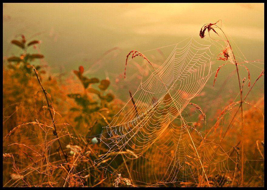 паутина,утро, VTORNIK Эдуард Николаев