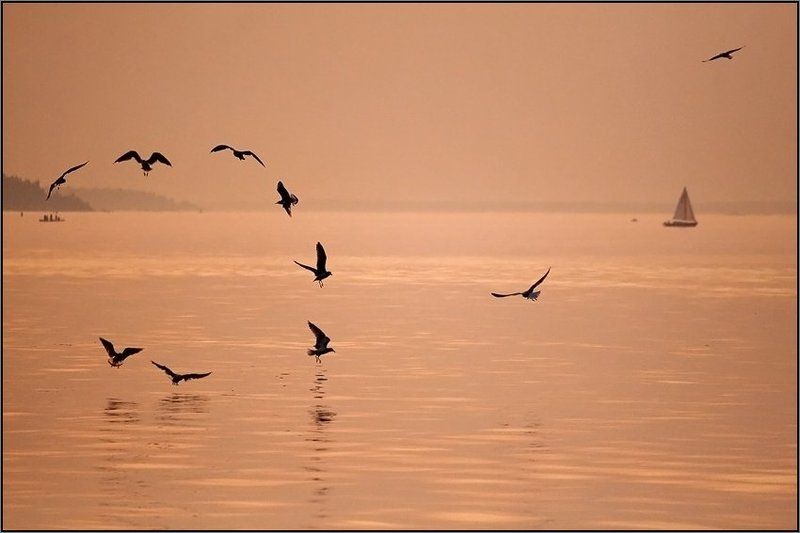 Чайки фото превью