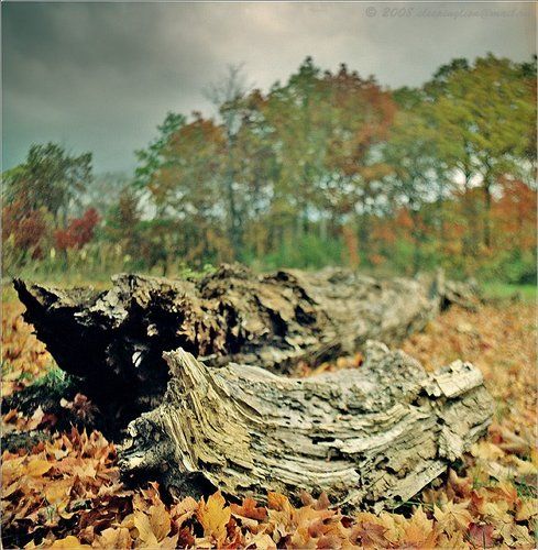 На растерзание.....