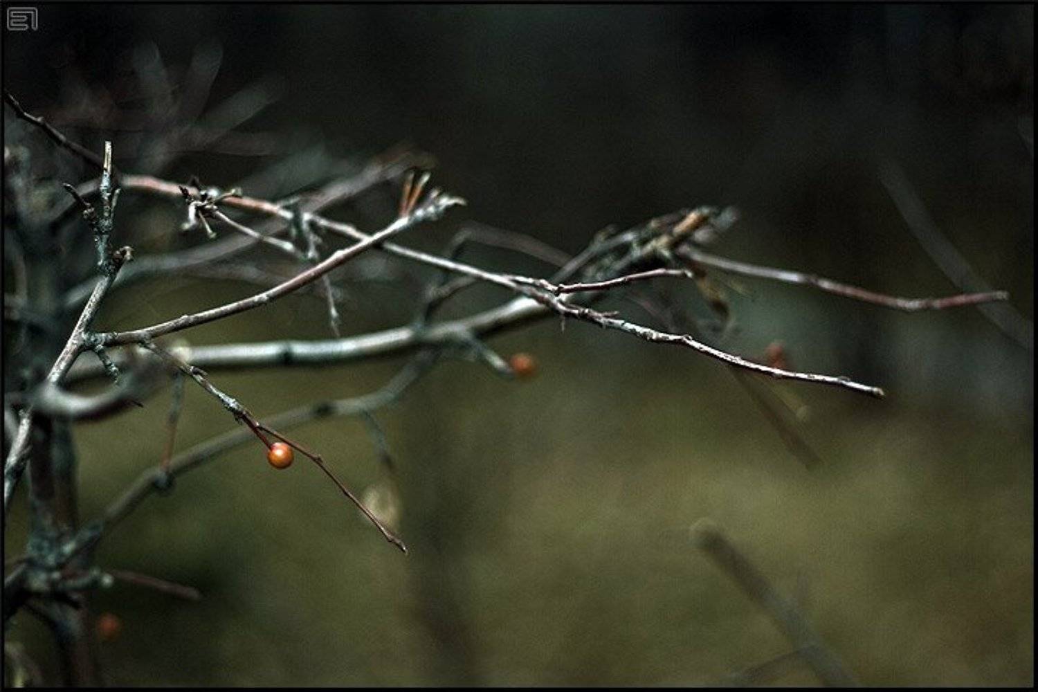 осень, ветви, холод, Евгений Павленко
