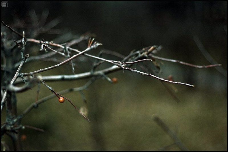осень, ветви, холод Голые ветви фото превью