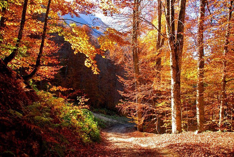 Про осень фото превью