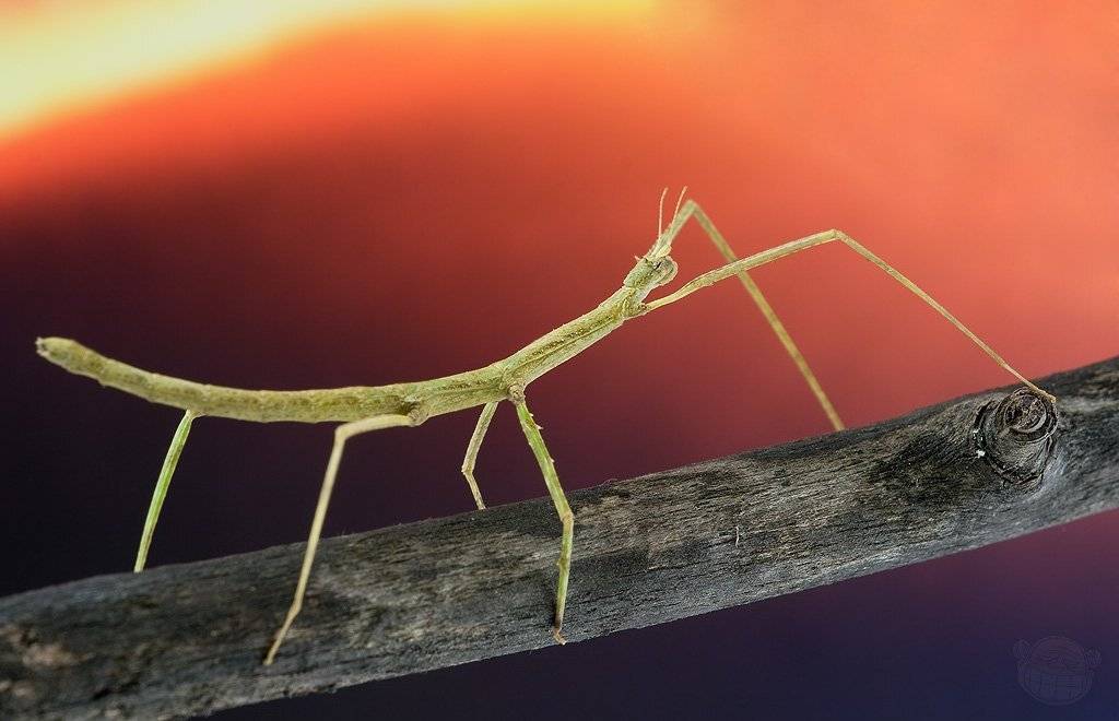 палочник аннамский, макро, Amazon-san