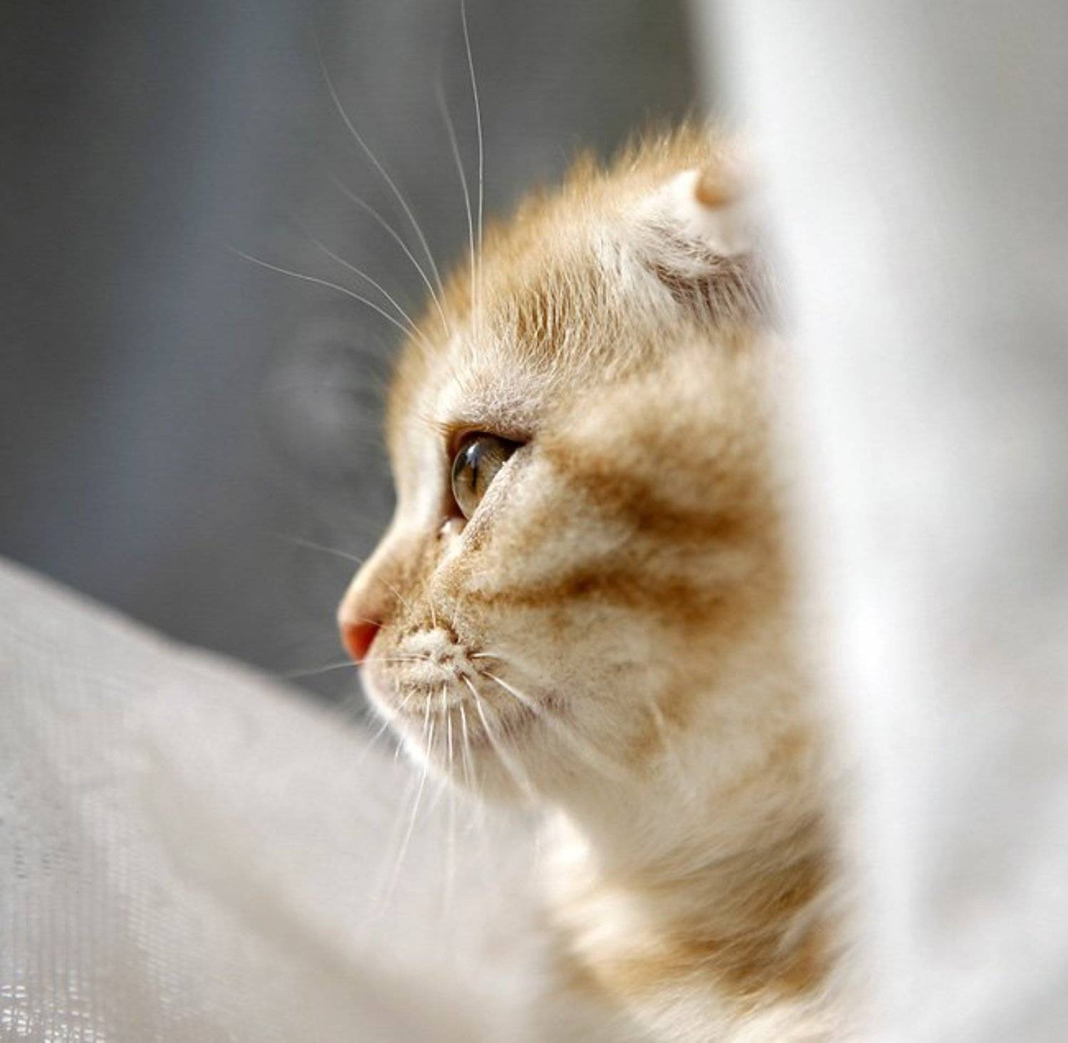 кот, фотя, Lelya