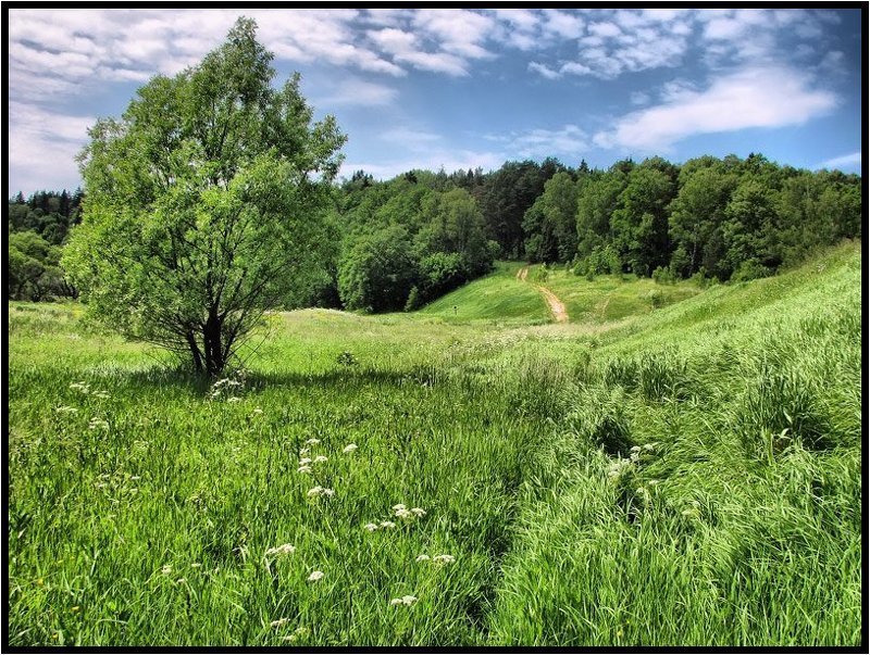Летняя, пахнущая травой и солнцем фото превью