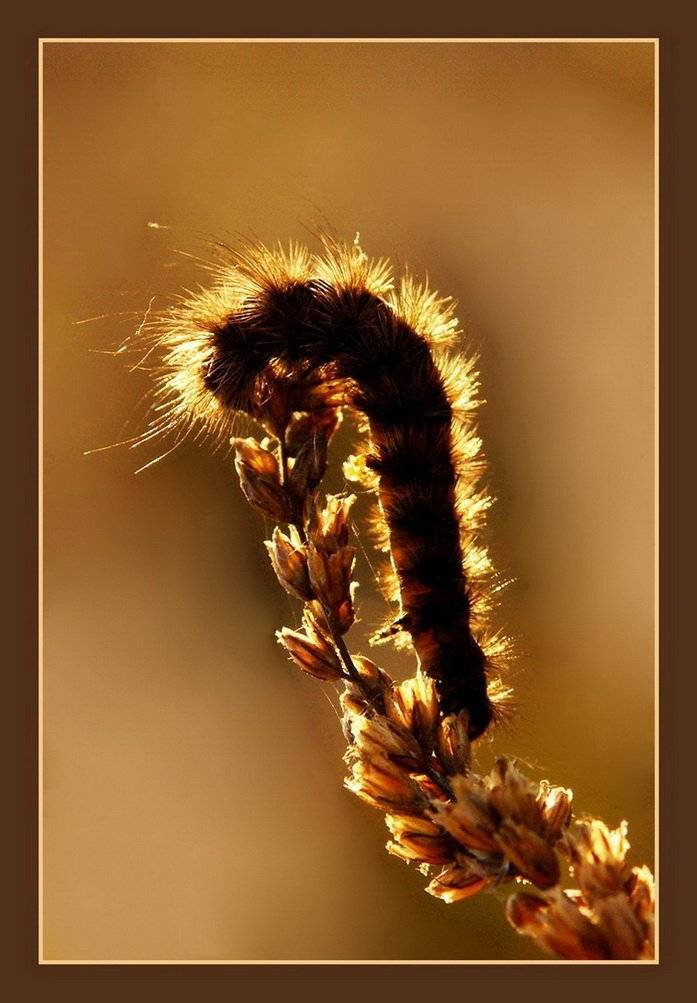 , Моргунова Анна