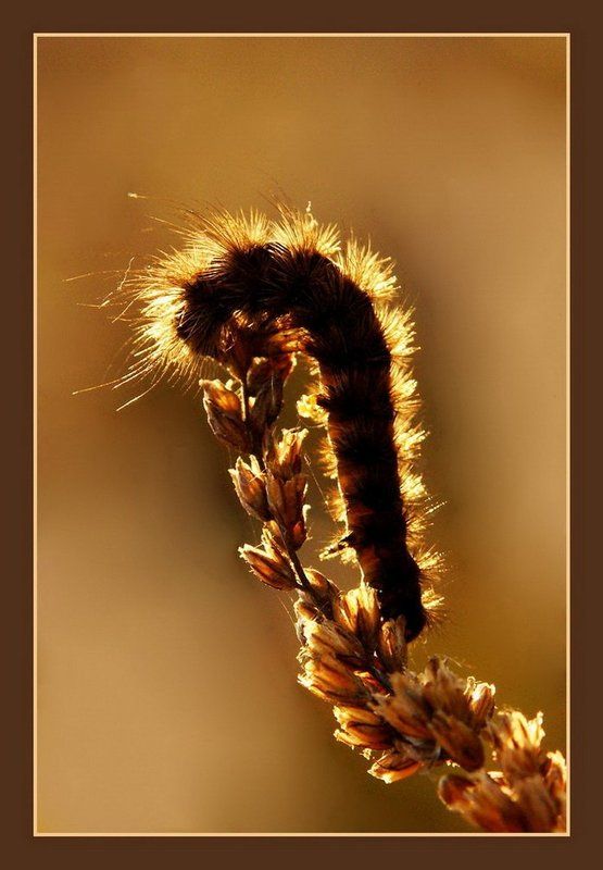 Осеннее макро фото превью