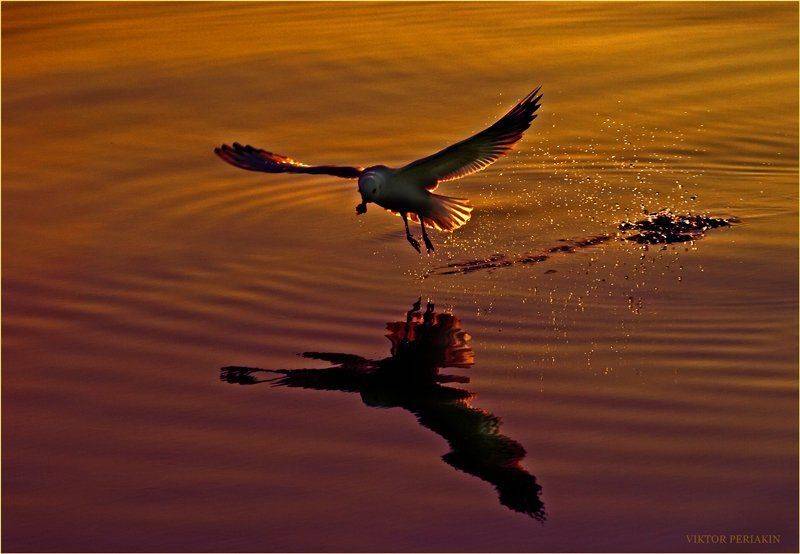 чайка, взлет, вечер, вода, Виктор Перякин