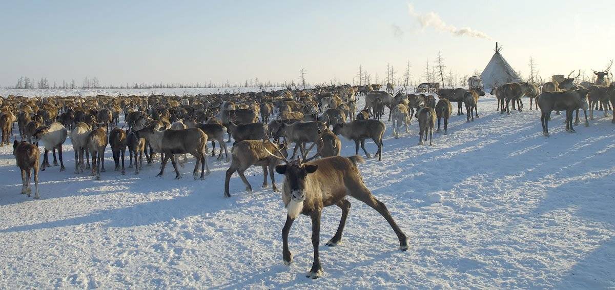 север, путешествия, стойбище, Danil Husainov