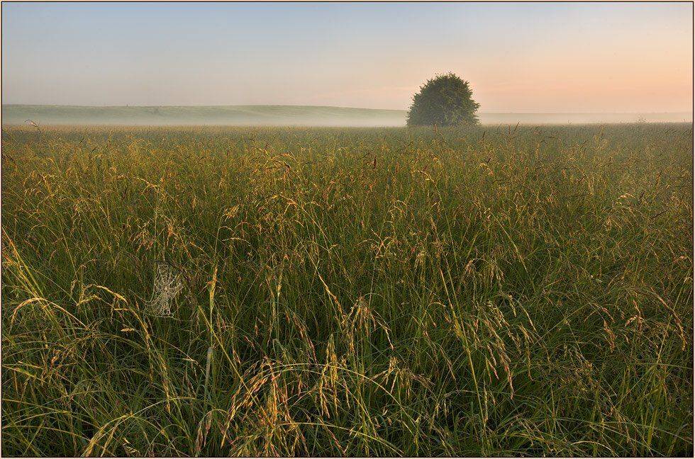 паутинка, izh Diletant (Валерий Щербина)