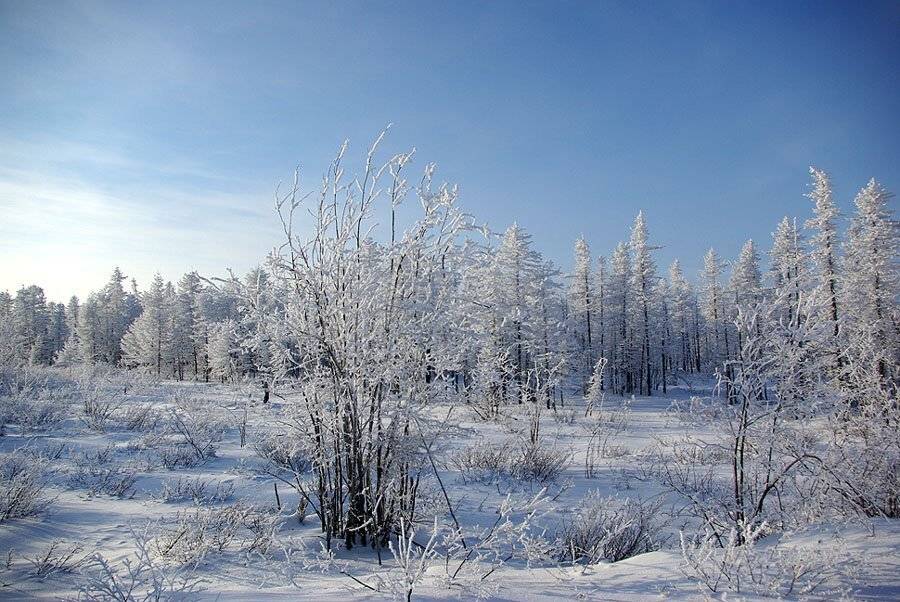 тайга,зима,мороз,север, Солодухин Виктор