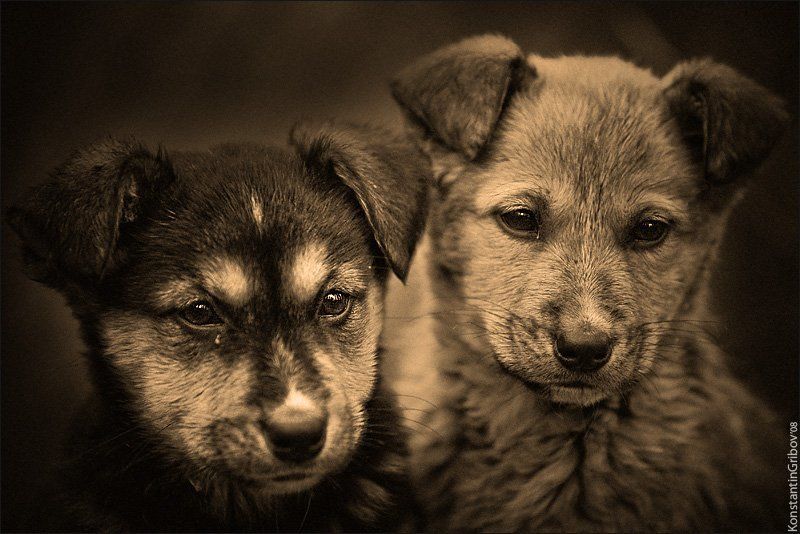 Друзья детства.. фото превью