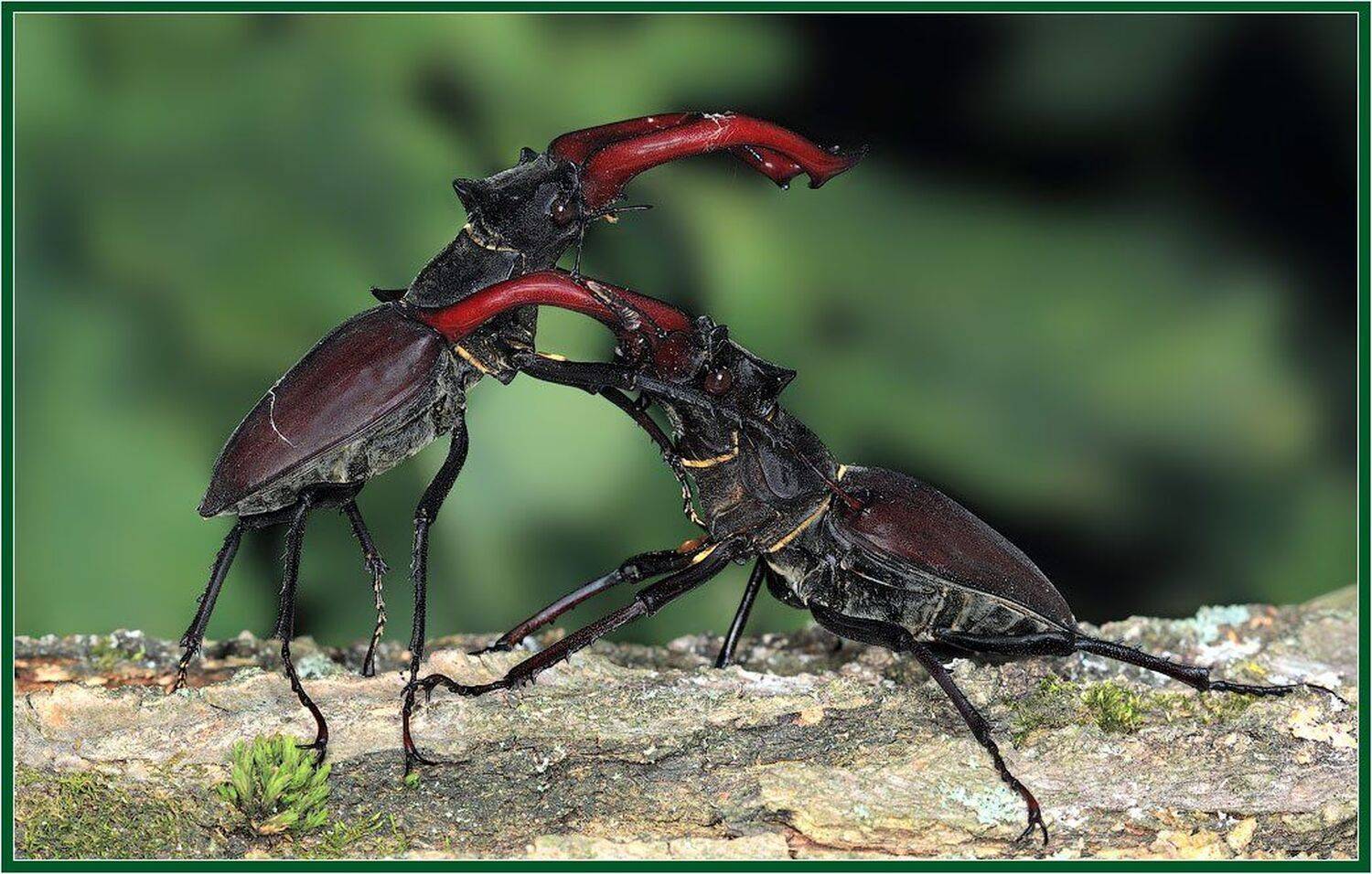 макро,жук-олень, DDT