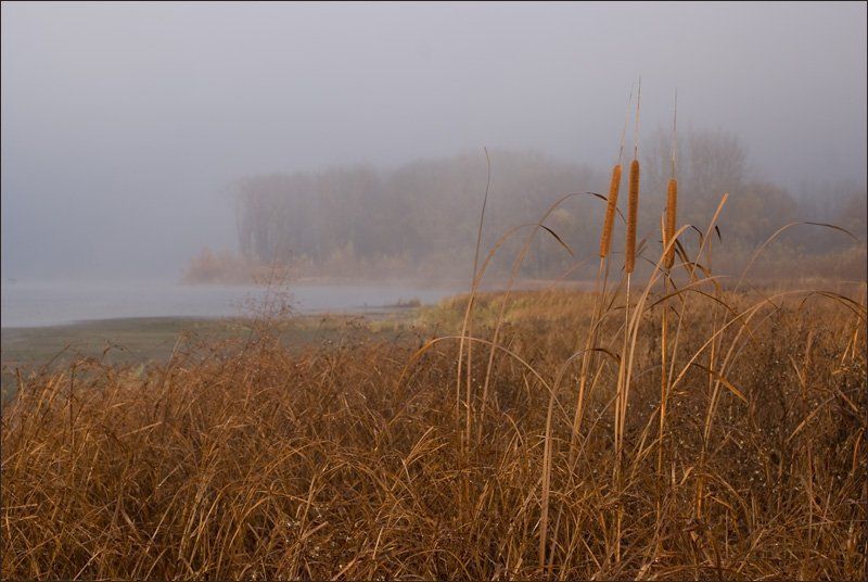 река, утро,туман, Утро на реке фото превью