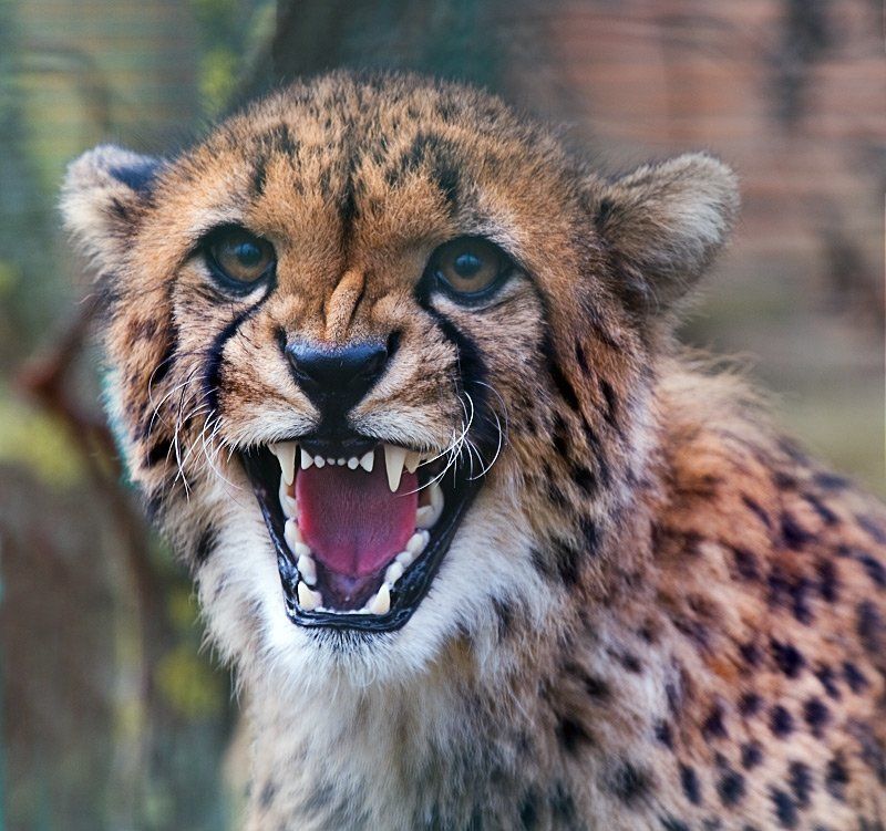 гепард,агрессия Гав! фото превью