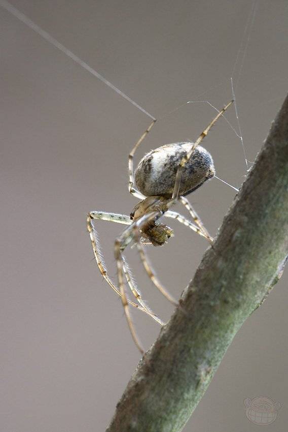 паук, макро, Amazon-san