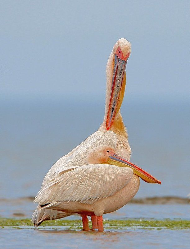 Хозяин фото превью