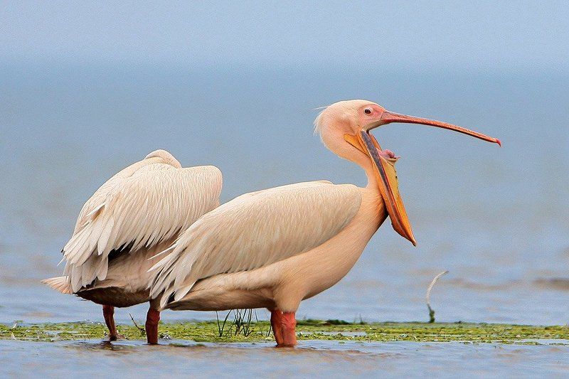 Скажите А_А_А_ фото превью