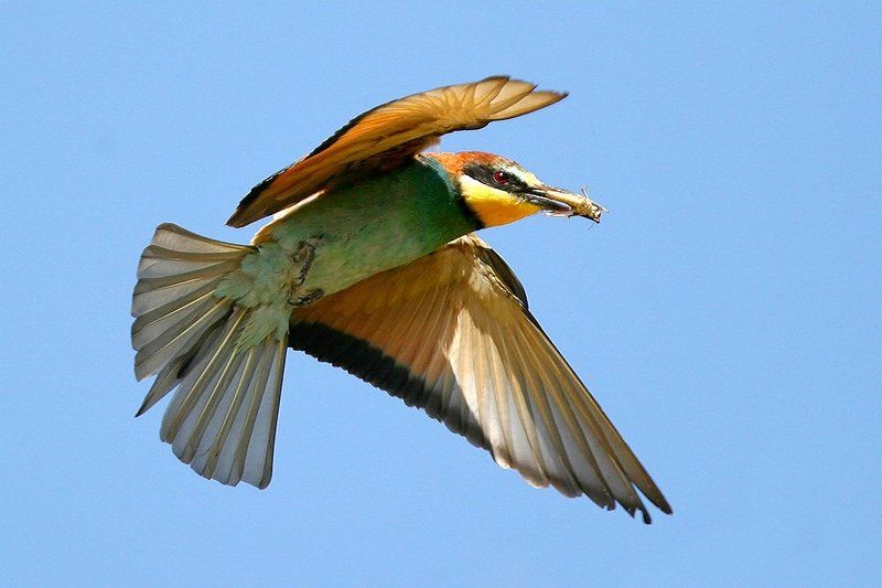 Добытчица фото превью