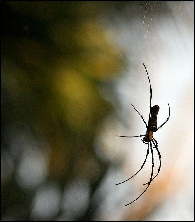 гоа, насекомые, пауки, Григорий Иващенко