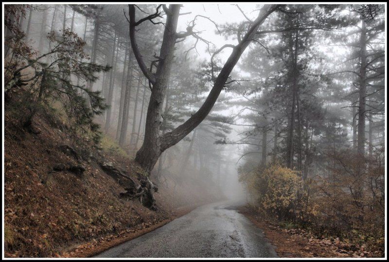 туман и дорога фото превью