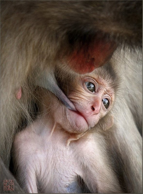 япония, остров, миядзима, мартышка, детёныш, мать Философ фото превью