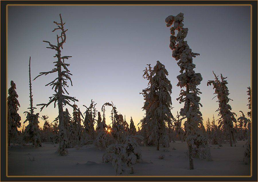 рассвет,тайга,заполярье, Солодухин Виктор