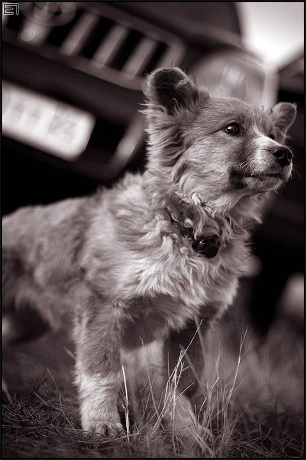 собачка, деревня, двор, Евгений Павленко