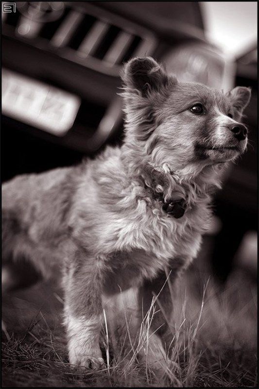 собачка, деревня, двор Дворняга фото превью