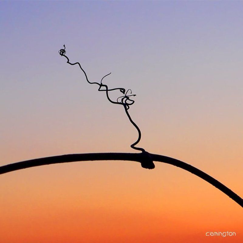 wine фото превью