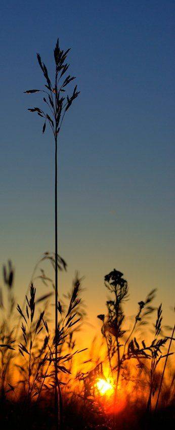 лето, закат, травинка., senjor