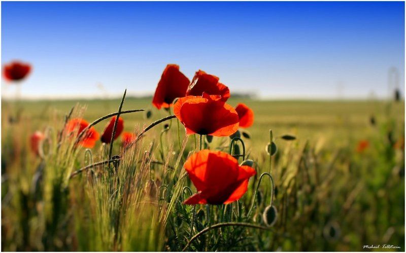 Маки фото превью