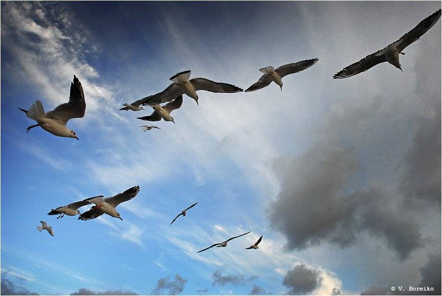 чайки, балтика, Вадько