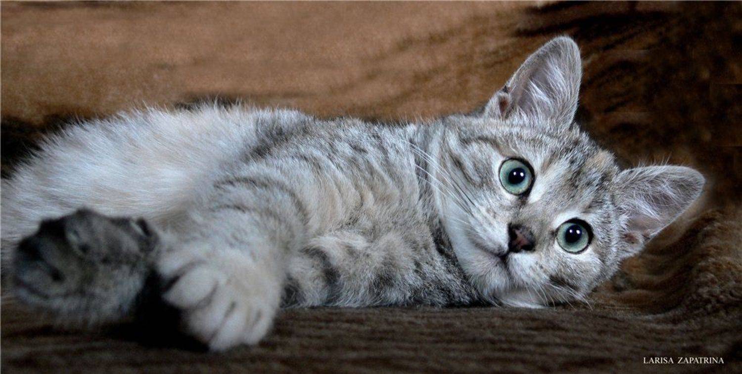 , Лариса Запатрина