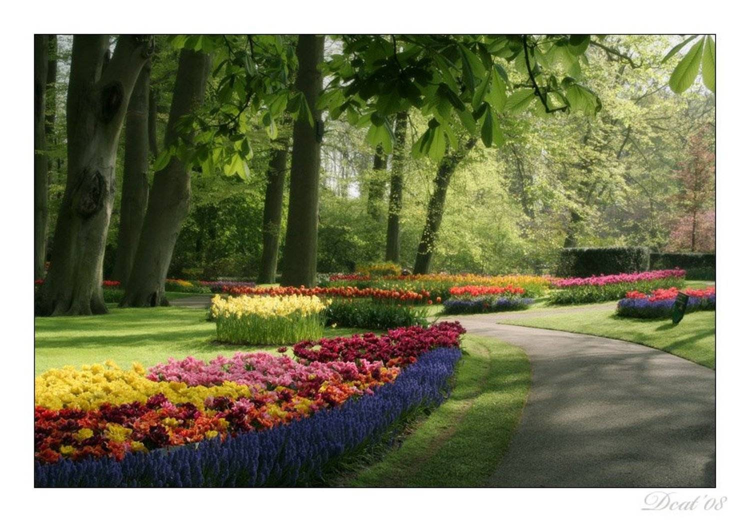 парк, весна, где, ты, Darn Cat