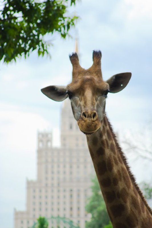жираф, высотка Городские джунгли фото превью