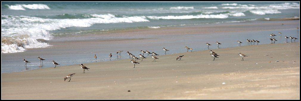 гоа, птицы, тропики, океан, Григорий Иващенко