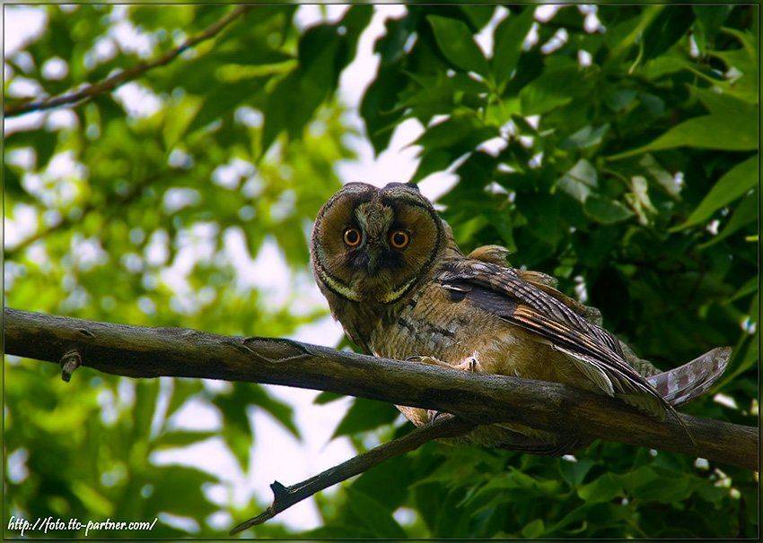 совёнок ушастой совы, лес, фотоохота, Partner (Андрей Алексеев)