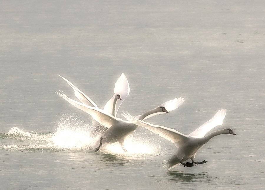 лебеди, шелепов, озеро, посадка, Николай Шелепов