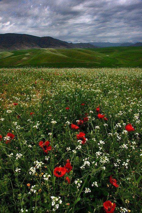 горы, цветы., senjor