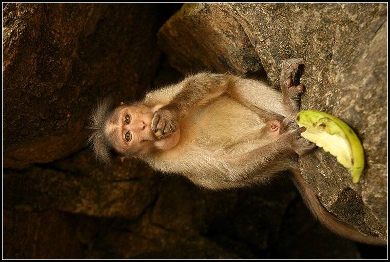 гоа, животные, обезьяны, Григорий Иващенко