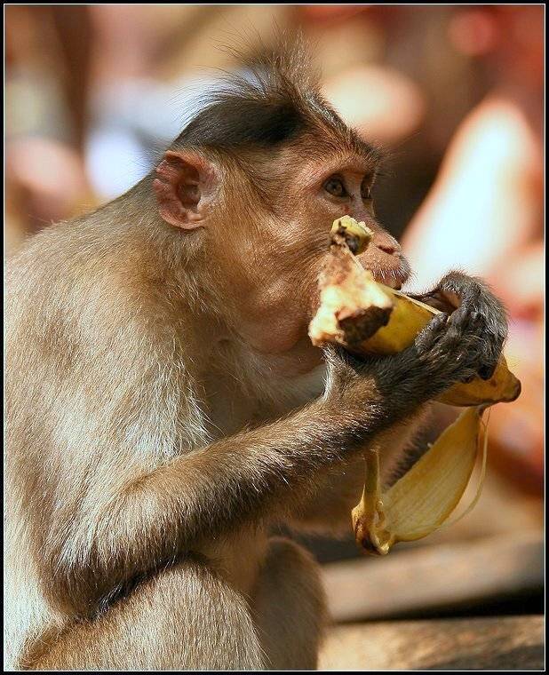 гоа, животные, обезьяны, Григорий Иващенко