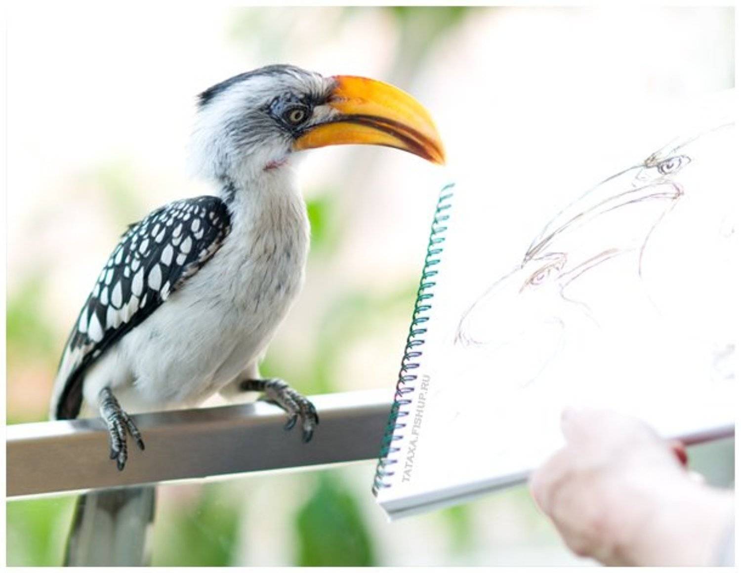 птица, рисунок, Mistukova Natalia (Tataxa)