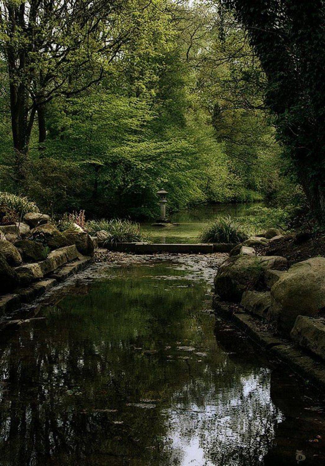 парк, весна, германия, бремен, рододендроны, Darn Cat