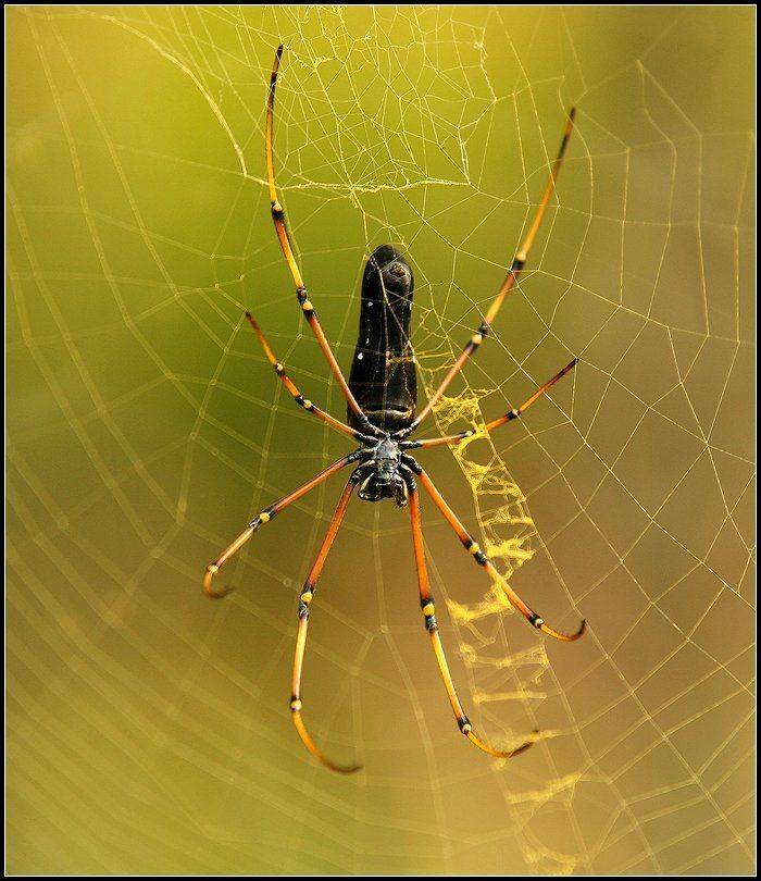 гоа, пауки, насекомые, Григорий Иващенко
