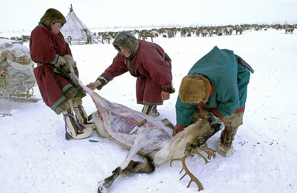 жизнь на краю земли, север,быт,жанр,, Danil Husainov