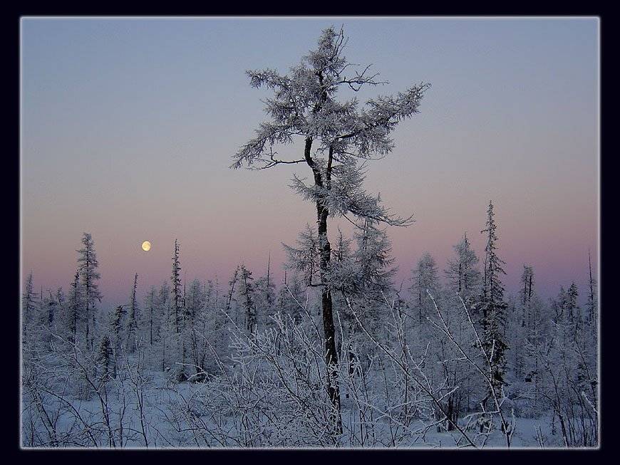 тайга,зима,ноябрь,якутия, Солодухин Виктор