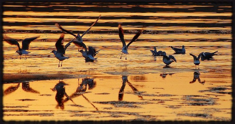 музыкальный коллектив фото превью